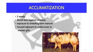 ACCLIMATIZATION
• 3 weeks
• Blood tests against diseases
• exposure to breeding barn manure
• housed adjacent to culled sows or
market gilts
58
 
