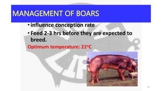 MANAGEMENT OF BOARS
•influence conception rate
•Feed 2-3 hrs before they are expected to
breed.
Optimum temperature: 21oC
60
 