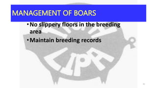 MANAGEMENT OF BOARS
•No slippery floors in the breeding
area
•Maintain breeding records
61
 