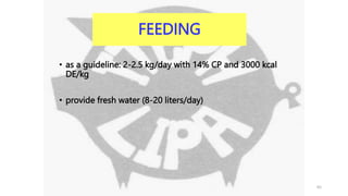 FEEDING
• as a guideline: 2-2.5 kg/day with 14% CP and 3000 kcal
DE/kg
• provide fresh water (8-20 liters/day)
65
 