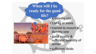 • 8-months old
• 130 kg or more
• trained to mount a
dummy sow
• good quality &
sufficient quantity of
semen
• sufficient libido
66
When will I be
ready for the good
life?
 