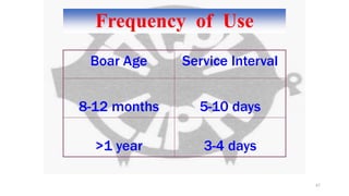 Frequency of Use
Boar Age Service Interval
8-12 months 5-10 days
>1 year 3-4 days
67
 