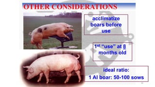 OTHER CONSIDERATIONS
68
acclimatize
boars before
use
1st “use” at 8
months old
ideal ratio:
1 AI boar: 50-100 sows
 
