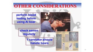 OTHER CONSIDERATIONS
69
perform blood
testing before
using AI boar
check semen
regularly
1 caretaker should
handle boars
 