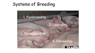 Systems of Breeding
1. Purebreeding
2. Crossbreeding
3. Upgrading
4. Inbreeding
 