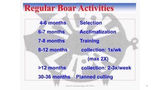 Regular Boar Activities
Amy M. Gonzales-Eguia, ATI-ITCPH 70
4-6 months Selection
6-7 months Acclimatization
7-8 months Training
8-12 months collection: 1x/wk
(max 2X)
>12 months collection: 2-3x/week
30-36 months Planned culling
 