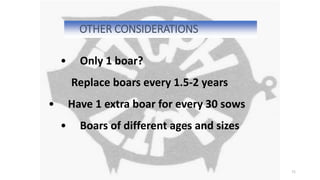 OTHER CONSIDERATIONS
71
• Only 1 boar?
Replace boars every 1.5-2 years
• Have 1 extra boar for every 30 sows
• Boars of different ages and sizes
 