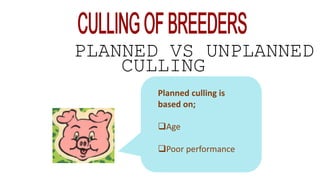 PLANNED VS UNPLANNED
CULLING
Planned culling is
based on;
Age
Poor performance
 