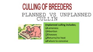 PLANNED VS UNPLANNED
CULLIN
G Unplanned culling includes;
Lameness
Abortion
Diseases
Returns/no heat
Failure to conceive
 