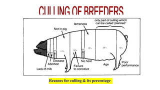 Reasons for culling & its percentage
 