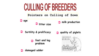 Pointers on Culling of Sows







age
litter size
fertility & prolificacy
milk production
quality of piglets
feet and leg
problem
damaged udder
 