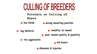 Pointers on Culling of
Boars
low libido
l
l
l
l
l
l
l
l
leg defects inability to mount
poor semen quality & quantity
wrong mounting position
too aggressive
old boars
diseases & injuries
 