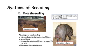 Systems of Breeding
2. Crossbreeding
Duroc x Pietrain
Breeding of two animals from
different breeds.
Hampshire x Duroc
Advantages of crossbreeding:
a) increased vigor and growth rate of litters
b) larger litters
c) increased production efficiency to about 5%
to 10%
d) increased disease resistance.
 