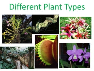 Different Plant Types 