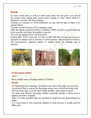 PDF) Evaluation of sugarcane varieties of North-West zone under ring-pit  planting method