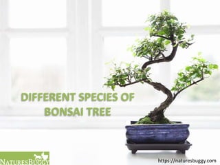 DIFFERENT SPECIES OF
BONSAI TREE
https://naturesbuggy.com
 