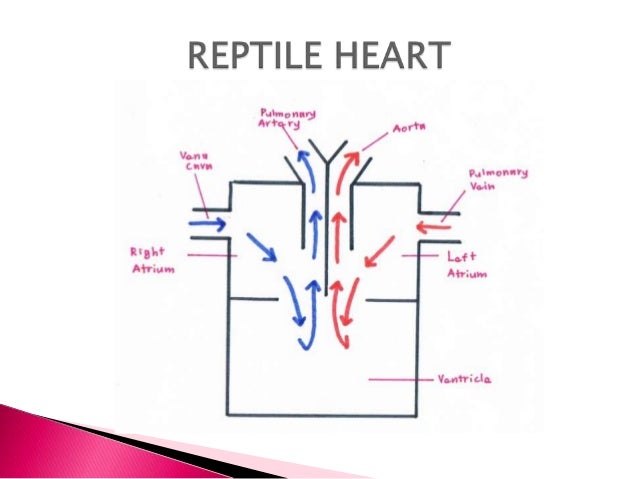 Circulatory System
