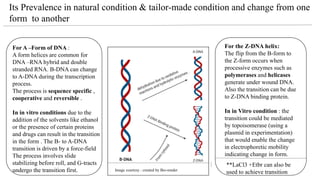 c
For A –Form of DNA :
A form helices are common for
DNA –RNA hybrid and double
stranded RNA. B-DNA can change
to A-DNA during the transcription
process.
The process is sequence specific ,
cooperative and reversible .
In in vitro conditions due to the
addition of the solvents like ethanol
or the presence of certain proteins
and drugs can result in the transition
in the form . The B- to A-DNA
transition is driven by a force-field
The process involves slide
stabilizing before roll, and G-tracts
undergo the transition first.
For the Z-DNA helix:
The flip from the B-form to
the Z-form occurs when
processive enzymes such as
polymerases and helicases
generate under wound DNA.
Also the transition can be due
to Z-DNA binding protein.
In in Vitro condition : the
transition could be mediated
by topoisomerase (using a
plasmid in experimentation)
that would enable the change
in electrophoretic mobility
indicating change in form.
Image courtesy : created by Bio-render
Its Prevalence in natural condition & tailor-made condition and change from one
form to another
**LaCl3 +Etbr can also be
used to achieve transition
 