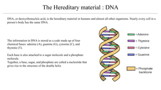 The information in DNA is stored as a code made up of four
chemical bases: adenine (A), guanine (G), cytosine (C), and
thy...