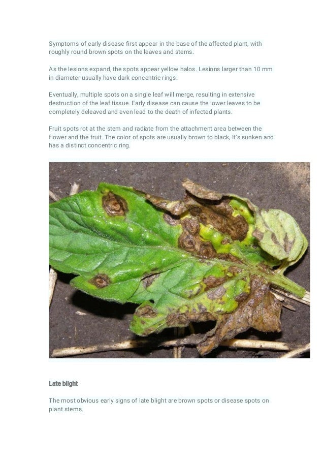 Different symptoms of early blight and late blight
