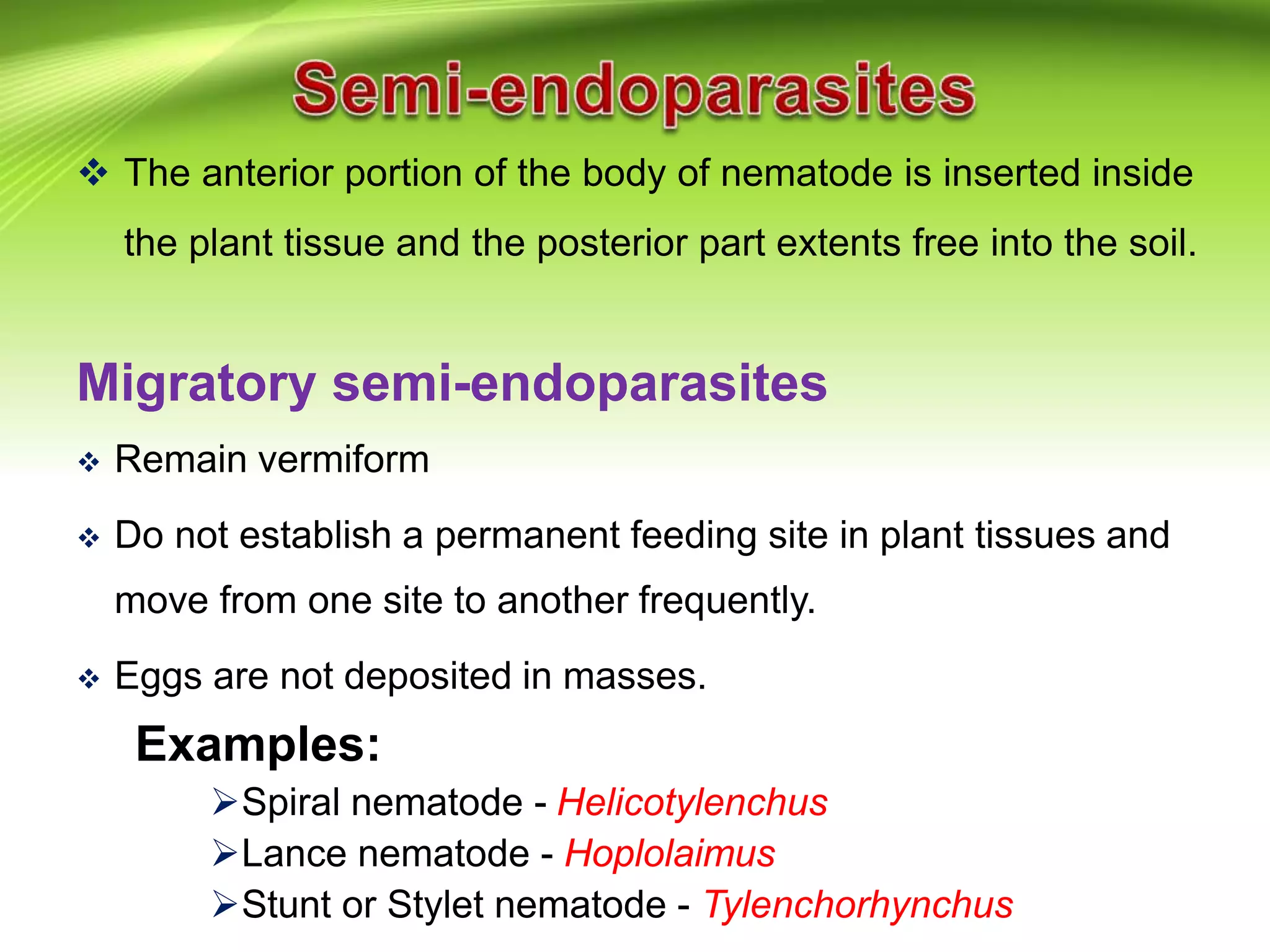  The anterior portion of the body of nematode is inserted inside
the plant tissue and the posterior part extents free into the soil.
Migratory semi-endoparasites
 Remain vermiform
 Do not establish a permanent feeding site in plant tissues and
move from one site to another frequently.
 Eggs are not deposited in masses.
Examples:
Spiral nematode - Helicotylenchus
Lance nematode - Hoplolaimus
Stunt or Stylet nematode - Tylenchorhynchus
 