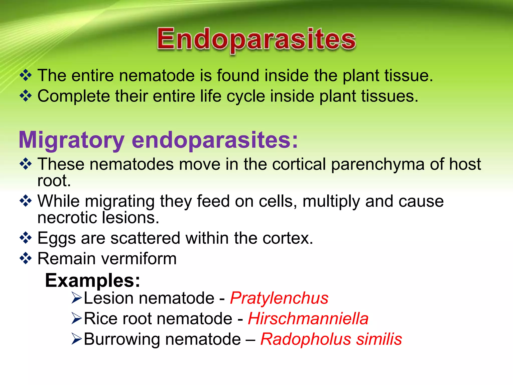  The entire nematode is found inside the plant tissue.
 Complete their entire life cycle inside plant tissues.
Migratory endoparasites:
 These nematodes move in the cortical parenchyma of host
root.
 While migrating they feed on cells, multiply and cause
necrotic lesions.
 Eggs are scattered within the cortex.
 Remain vermiform
Examples:
Lesion nematode - Pratylenchus
Rice root nematode - Hirschmanniella
Burrowing nematode – Radopholus similis
 
