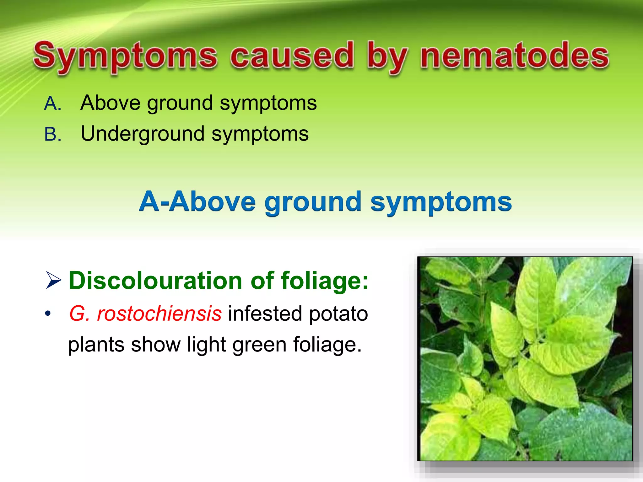 A. Above ground symptoms
B. Underground symptoms
A-Above ground symptoms
 Discolouration of foliage:
• G. rostochiensis infested potato
plants show light green foliage.
 