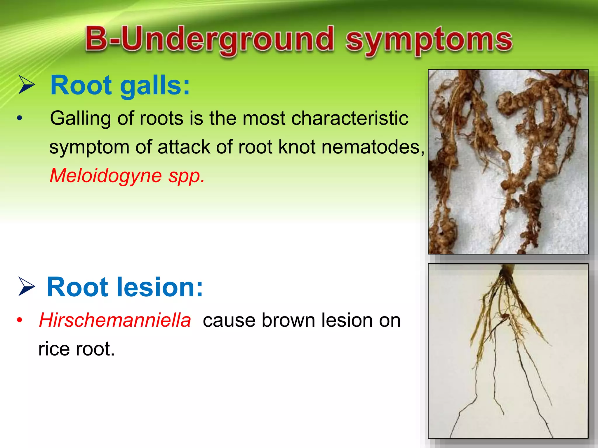  Root galls:
• Galling of roots is the most characteristic
symptom of attack of root knot nematodes,
Meloidogyne spp.
 Root lesion:
• Hirschemanniella cause brown lesion on
rice root.
 