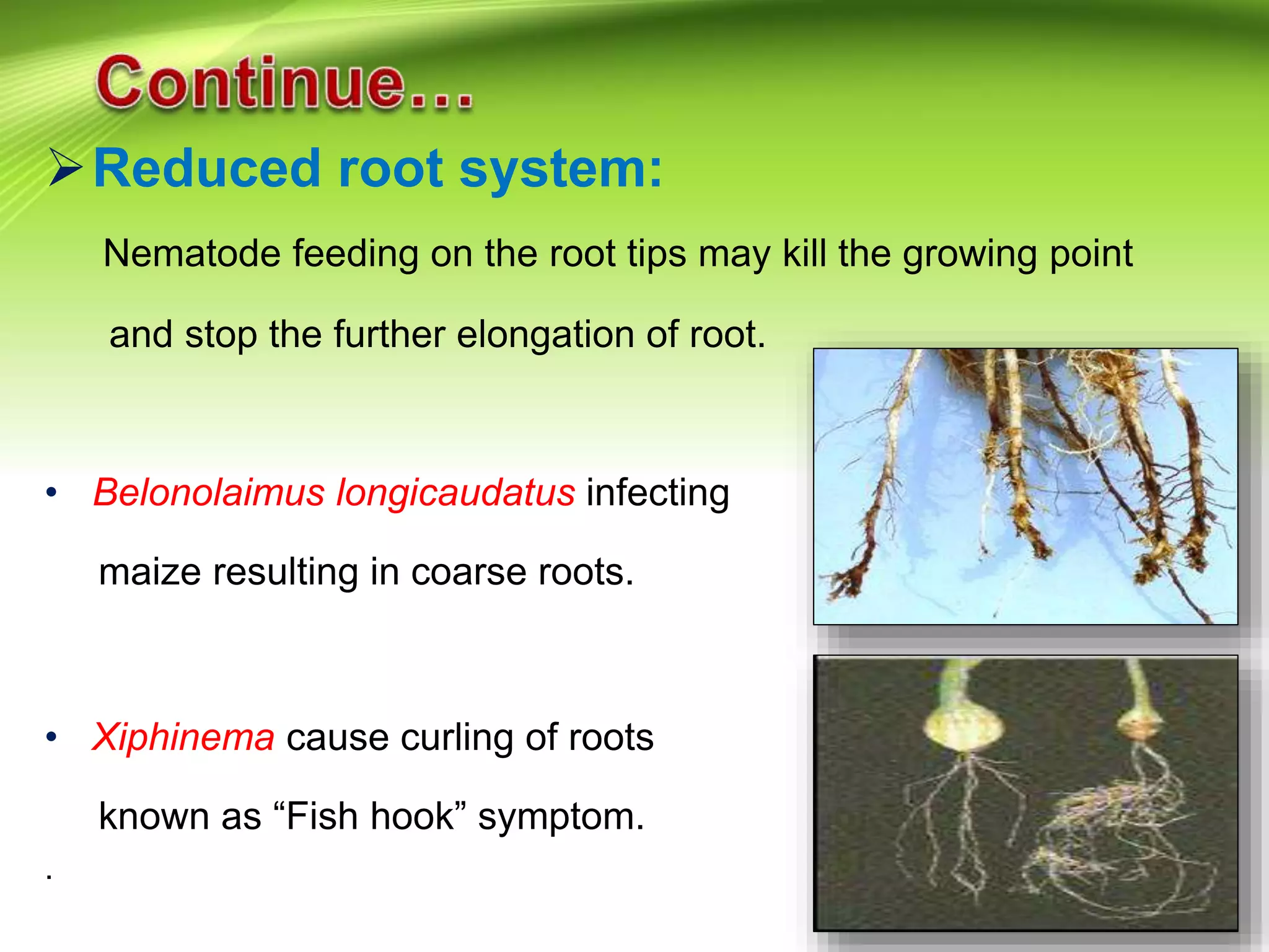 Reduced root system:
Nematode feeding on the root tips may kill the growing point
and stop the further elongation of root.
• Belonolaimus longicaudatus infecting
maize resulting in coarse roots.
• Xiphinema cause curling of roots
known as “Fish hook” symptom.
.
 