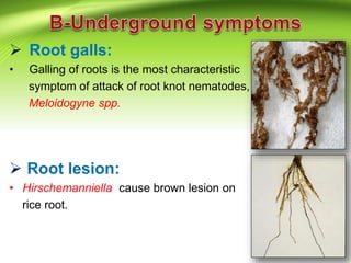 Different type of nematodes & their symptoms | PPTX