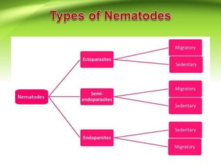 Different type of nematodes & their symptoms | PPTX