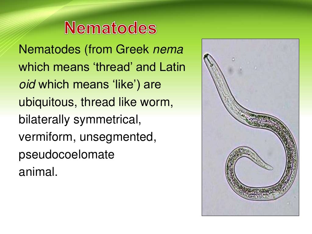 Different type of nematodes & their symptoms