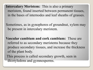 Intercalary Meristem: This is also a primary
meristem, found inserted between permanent tissues,
in the bases of internodes and leaf sheaths of grasses.
Sometimes, as in gynophores of groundnut, xylem may
be present in intercalary meristem.
Vascular cambium and cork cambium: These are
referred to as secondary meristems because they
produce secondary tissues, and increase the thickness
of the plant body.
This process is called secondary growth, seen in
dicotyledons and gymnosperms.
 