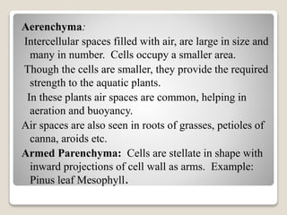 Aerenchyma:
Intercellular spaces filled with air, are large in size and
many in number. Cells occupy a smaller area.
Though the cells are smaller, they provide the required
strength to the aquatic plants.
In these plants air spaces are common, helping in
aeration and buoyancy.
Air spaces are also seen in roots of grasses, petioles of
canna, aroids etc.
Armed Parenchyma: Cells are stellate in shape with
inward projections of cell wall as arms. Example:
Pinus leaf Mesophyll.
 