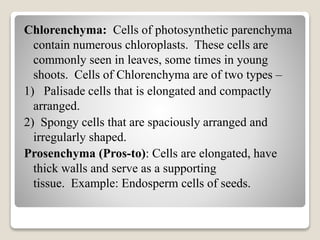 Chlorenchyma: Cells of photosynthetic parenchyma
contain numerous chloroplasts. These cells are
commonly seen in leaves, some times in young
shoots. Cells of Chlorenchyma are of two types –
1) Palisade cells that is elongated and compactly
arranged.
2) Spongy cells that are spaciously arranged and
irregularly shaped.
Prosenchyma (Pros-to): Cells are elongated, have
thick walls and serve as a supporting
tissue. Example: Endosperm cells of seeds.
 
