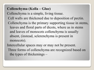 Collenchyma (Kolla – Glue)
Collenchyma is a simple, living tissue.
Cell walls are thickened due to deposition of pectin.
Collenchyma is the primary supporting tissue in stems,
leaves and floral parts of dicots, where as in stems
and leaves of monocots collenchyma is usually
absent, (instead, sclerenchyma is present in
monocots).
Intercellular spaces may or may not be present.
Three forms of collenchyma are recognized based on
the types of thickenings –
 