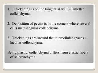 1. Thickening is on the tangential wall – lamellar
collenchyma.
2. Deposition of pectin is in the corners where several
cells meet-angular collenchyma.
3. Thickenings are around the intercellular spaces –
lacunar collenchyma.
Being plastic, collenchyma differs from elastic fibers
of sclerenchyma.
 