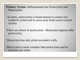 Primary Xylem: (differentiated into Protoxylem and
Metaxylem)
In stems, protoxylem is found nearest to central axis
(endarch xylem) and in roots away from centre (exarch
xylem).
Fibers are absent in protoxylem. Metaxylem appears after
protoxylem.
Metaxylem has only pitted secondary walls.
Metaxylem is more complex than protoxylem and its
elements are wider.
 
