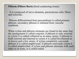  Phloem (Phloos Bark) (food conducting tissue)
 It is composed of sieve elements, parenchyma cells, fibers
and sclereids.
 Phloem differentiated from procambium is called primary
phloem; secondary phloem is initiated from vascular
cambium.
 When xylem and phloem elements are found in the same line
the arrangement is called conjoint; if phloem is only external
to xylem it is called collateral as in many stems; if phloem is
both external and internal to xylem it is called bicollateral as
in leaves and a few stems; if xylem completely surrounds
phloem it is called amphivasal; if phloem surrounds xylem it
is called amphicribal; if xylem and phloem alternate with each
other as in roots, it is called radial.
 