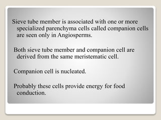 Sieve tube member is associated with one or more
specialized parenchyma cells called companion cells
are seen only in Angiosperms.
Both sieve tube member and companion cell are
derived from the same meristematic cell.
Companion cell is nucleated.
Probably these cells provide energy for food
conduction.
 