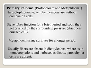 Primary Phloem: (Protophloem and Metaphloem. )
In protophloem, sieve tube members are without
companion cells.
Sieve tubes function for a brief period and soon they
get crushed by the surrounding pressure (disappear
crushed cell).
Metaphloem tissue survives for a longer period.
Usually fibers are absent in dicotyledons, where as in
monocotyledons and herbaceous dicots, parenchyma
cells are absent.
 