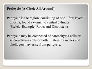 Pericycle (A Circle All Around)
Pericycle is the region, consisting of one – few layers
of cells, found external to central cylinder
(Stele). Example: Roots and Dicot stems.
Pericycle may be composed of parenchyma cells or
sclerenchyma cells or both. Lateral branches and
phellogen may arise from pericycle.
 