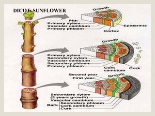 DICOT: SUNFLOWER
 