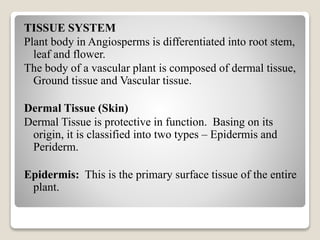 TISSUE SYSTEM
Plant body in Angiosperms is differentiated into root stem,
leaf and flower.
The body of a vascular plant is composed of dermal tissue,
Ground tissue and Vascular tissue.
Dermal Tissue (Skin)
Dermal Tissue is protective in function. Basing on its
origin, it is classified into two types – Epidermis and
Periderm.
Epidermis: This is the primary surface tissue of the entire
plant.
 