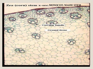 MONOCOT: MAIZE STEM
 