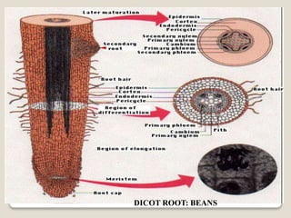 DICOT ROOT: BEANS
 
