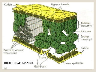 DICOT LEAF: MANGO
 