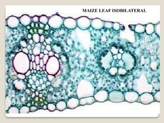 MAIZE LEAF ISOBILATERAL
 