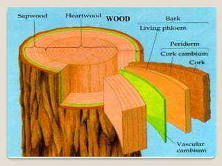WOOD
 