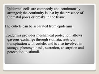Epidermal cells are compactly and continuously
arranged; the continuity is lost by the presence of
Stomatal pores or breaks in the tissue.
The cuticle can be separated from epidermis.
Epidermis provides mechanical protection, allows
gaseous exchange through stomata, restricts
transpiration with cuticle, and is also involved in
storage, photosynthesis, secretion, absorption and
perception to stimuli.
 